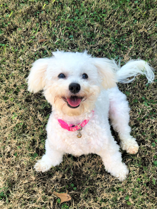 toy maltese dog with short hair sitting in the grass
